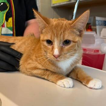 Shelby -  Domestic Short Hair Cat for Adoption in Huntington, West Virginia - Shelby | PetCurious