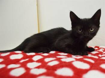 SINCLAIR -  Domestic Short Hair Cat for Adoption in Sacramento, California - SINCLAIR | PetCurious