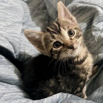 Georgia* -  Domestic Short Hair Cat for Adoption in San Gabriel, California - Georgia* | PetCurious