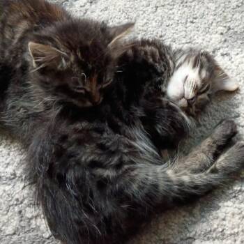 Ostrich - Home to Home -  Domestic Short Hair Cat for Adoption in South Elgin, Illinois - Ostrich - Home To Home | PetCurious