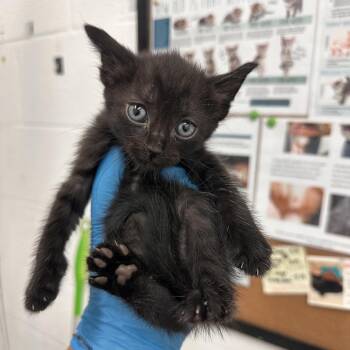 Domestic Short Hair Cats Available for Adoption in Edinburg, Texas - November | PetCurious