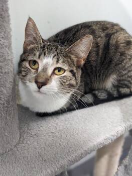 Domestic Short Hair Cats Available for Adoption in Lewisburg, Tennessee - Dorothy | PetCurious