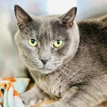 Louie -  Domestic Short Hair Cat for Adoption in Jackson Township, New Jersey - Louie | PetCurious
