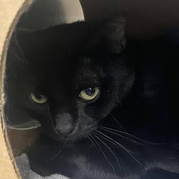 Bastion -  Domestic Short Hair Cat for Adoption in Reno, Nevada - Bastion | PetCurious