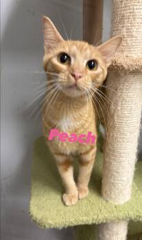 Peach -  Domestic Short Hair Cat for Adoption in North Arlington, New Jersey - Peach | PetCurious