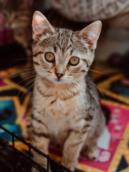 Rescue Tabby and Domestic Short Hair Cats for Adoption in Le Mars, Iowa - Allie (pink Collar) | PetCurious