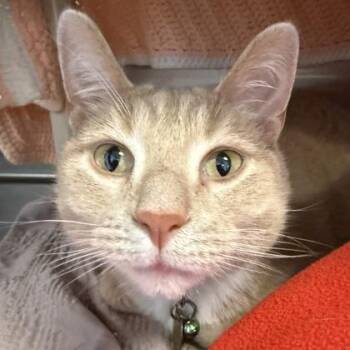 Lebowski -  Domestic Short Hair Cat for Adoption in Lansing, Michigan - Lebowski | PetCurious