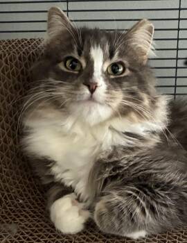 Domestic Long Hair and Tabby Cats Available for Adoption - Baby Kitty | PetCurious