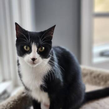 Rescue Domestic Short Hair Cats for Adoption in Spring Brook, New York - Tina | PetCurious