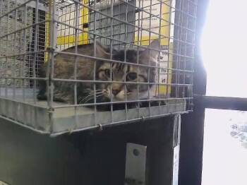 Domestic Short Hair Cats Available for Adoption - ELENA | PetCurious