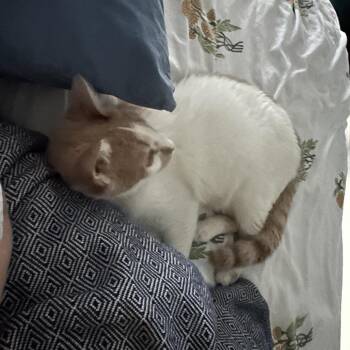 Wile E. Coyote -  Domestic Short Hair Cat for Adoption in Evanston, Illinois - Wile E. Coyote | PetCurious