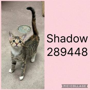 SHADOW -  Domestic Short Hair Cat for Adoption in Macon, Georgia - SHADOW | PetCurious
