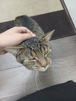 (Sir) Sirtis -  Domestic Short Hair Cat for Adoption in Markham, Ontario - (Sir) Sirtis | PetCurious