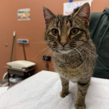 Domestic Short Hair Cats Available for Adoption - Velocity | PetCurious