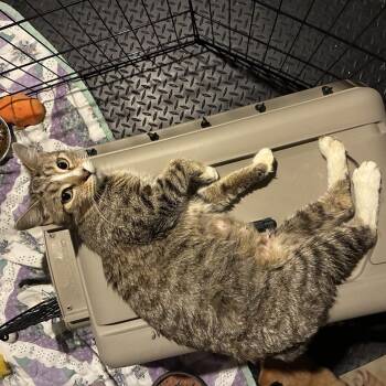 Rescue Domestic Short Hair Cats for Adoption in Ashland, Illinois - Penelope | PetCurious