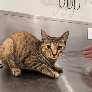 Melissa McCall -  Domestic Short Hair Cat for Adoption in Washburn, Missouri - Melissa McCall | PetCurious