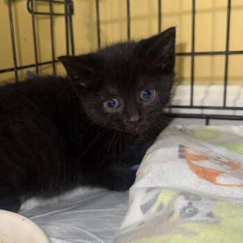 Tootsie Bowers -  Domestic Short Hair Cat for Adoption in Woodstock, Virginia - Tootsie Bowers | PetCurious