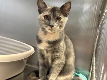 Sherbet -  Domestic Short Hair Cat for Adoption in Wantagh, New York - Sherbet | PetCurious