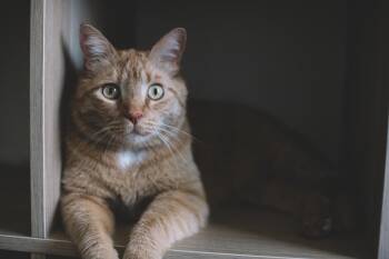 Domestic Short Hair Cats Available for Adoption in Denver, Colorado - Dude | PetCurious