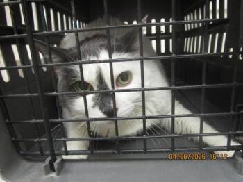 Domestic Short Hair Cats Available for Adoption in Marietta, Georgia - Bella(642) | PetCurious