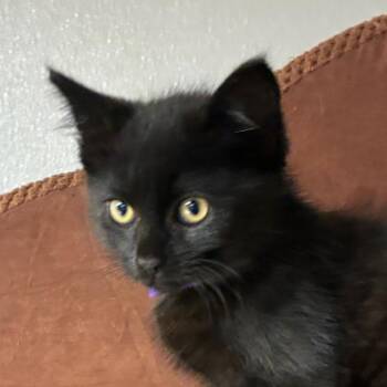 Grape -  Domestic Short Hair Cat for Adoption in Uniontown, Pennsylvania - Grape | PetCurious