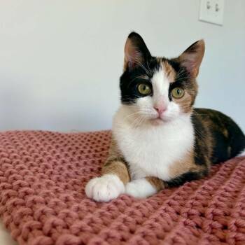Toph -  Domestic Short Hair Cat for Adoption in Raeford, North Carolina - Toph | PetCurious
