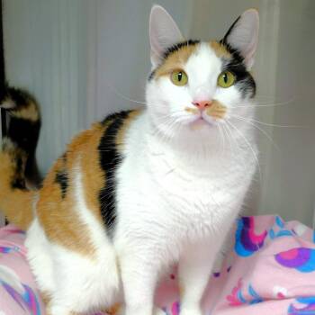 Sage (FKA Dottie) -  Domestic Short Hair Cat for Adoption in Michigan City, Indiana - Sage (FKA Dottie) | PetCurious
