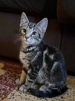 Friedrich -  Domestic Short Hair Cat for Adoption in Cleveland, Ohio - Friedrich | PetCurious