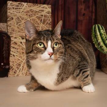 Alicia -  Domestic Short Hair Cat for Adoption in Fort Worth, Texas - Alicia | PetCurious