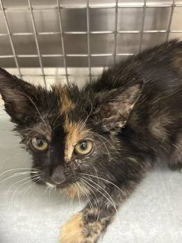 SLURPEE -  Domestic Short Hair Cat for Adoption in Las Vegas, Nevada - SLURPEE | PetCurious