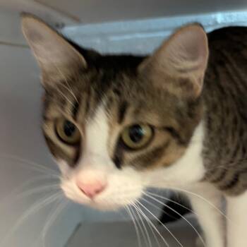 Bethany -  Domestic Short Hair Cat for Adoption in Lakewood, Colorado - Bethany | PetCurious
