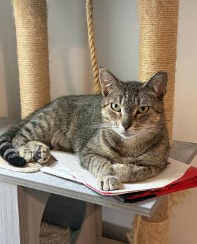 Toast Ludlow -  Domestic Short Hair Cat for Adoption in Philadelphia, Pennsylvania - Toast Ludlow | PetCurious