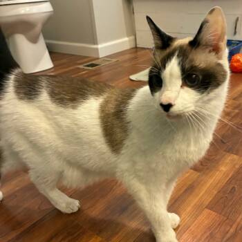 Rescue Domestic Short Hair Cats for Adoption in Fairfax Station, Virginia - Rob | PetCurious