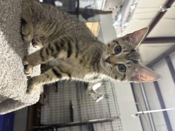 Rescue Domestic Short Hair Cats for Adoption in Russellville, Kentucky - Frenchy | PetCurious