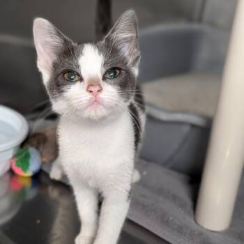 Baby Princess -  Domestic Short Hair Cat for Adoption in Cape Girardeau, Missouri - Baby Princess | PetCurious