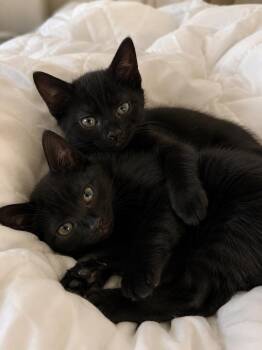 Teddy & Bear -  Domestic Short Hair Cat for Adoption in Long Beach, California - Teddy & Bear | PetCurious