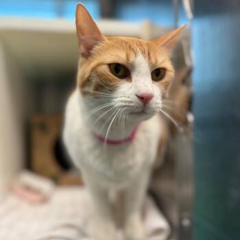 Domestic Short Hair Cats Available for Adoption in Fairport, New York - Ferb | PetCurious