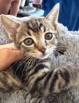 Possum -  Domestic Short Hair Cat Available for Adoption in Santa Cruz, California - Possum | PetCurious