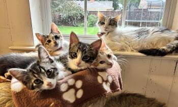 Tate -  Tabby and Domestic Medium Hair Cat for Adoption in Richardson, Texas - Tate | PetCurious