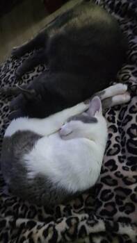 Hazel -  Domestic Short Hair Cat for Adoption in Athens, Alabama - Hazel | PetCurious