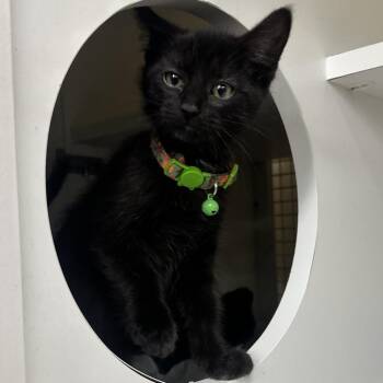 Domestic Short Hair Cats Available for Adoption - Lambchop | PetCurious