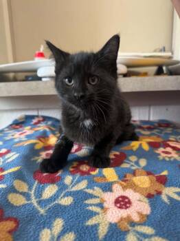 Archer -  Domestic Short Hair Cat for Adoption in Marion, Ohio - Archer | PetCurious