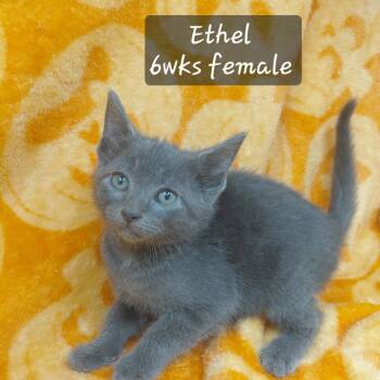 Ethel -  Domestic Short Hair Cat for Adoption in New Tazewell, Tennessee - Ethel | PetCurious