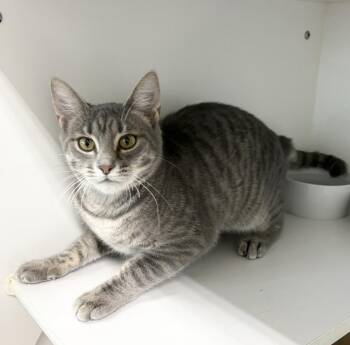 Chatty -  Domestic Short Hair Cat for Adoption in Rochester, Indiana - Chatty | PetCurious