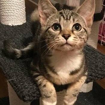 Rescue Tabby and Domestic Short Hair Cats for Adoption in Garner, North Carolina - Mishawauka | PetCurious