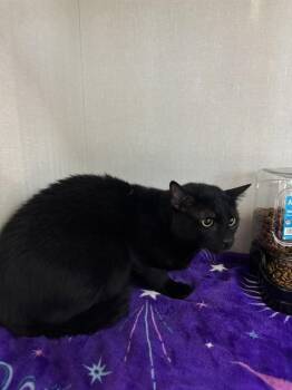 BAGEERA -  Domestic Short Hair Cat for Adoption in Forney, Texas - BAGEERA | PetCurious