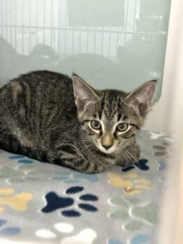 JJ -  Domestic Medium Hair Cat for Adoption in Muskegon, Michigan - JJ | PetCurious