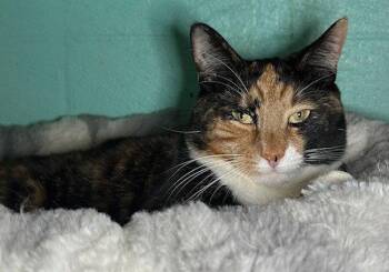 Domestic Short Hair Cats Available for Adoption in Wetumpka, Alabama - 260407  Molly | PetCurious