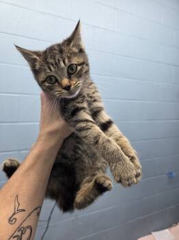 Rescue Domestic Short Hair Cats for Adoption in Evansville, Indiana - Jasmine | PetCurious