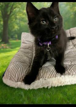 Damiana -  Domestic Medium Hair Cat for Adoption in Oviedo, Florida - Damiana | PetCurious